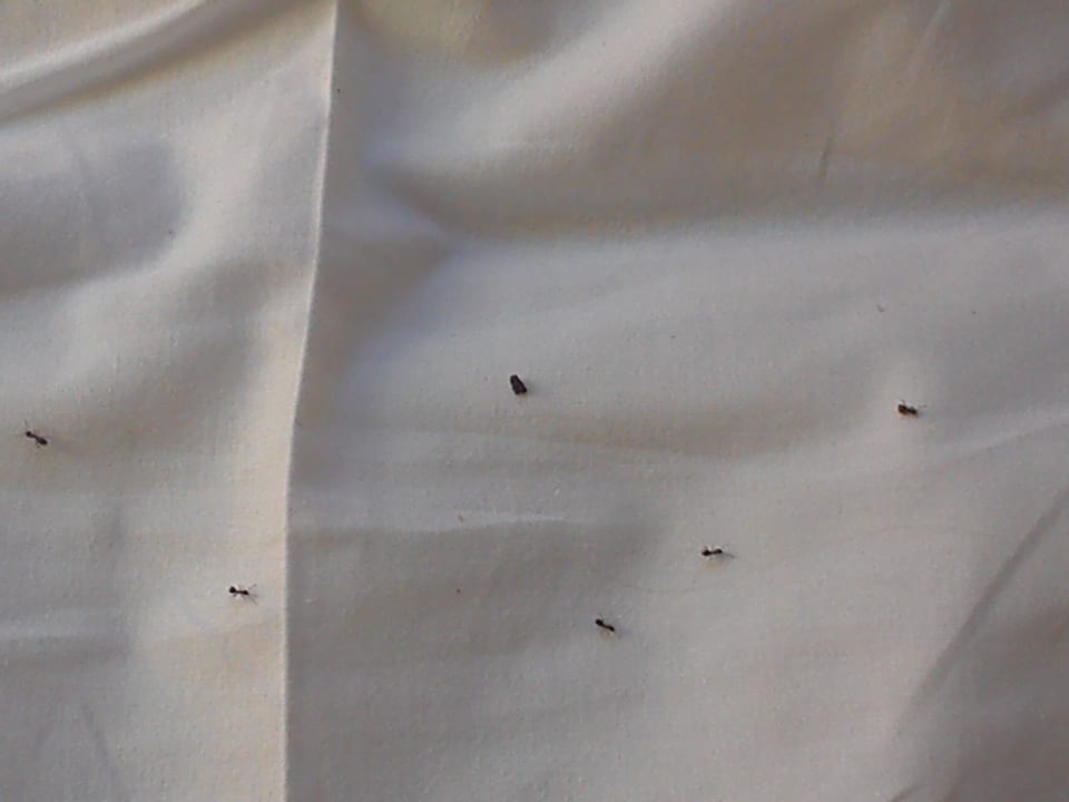 Ameisen auf dem Bett Oliva Camping - Maslinica Resort