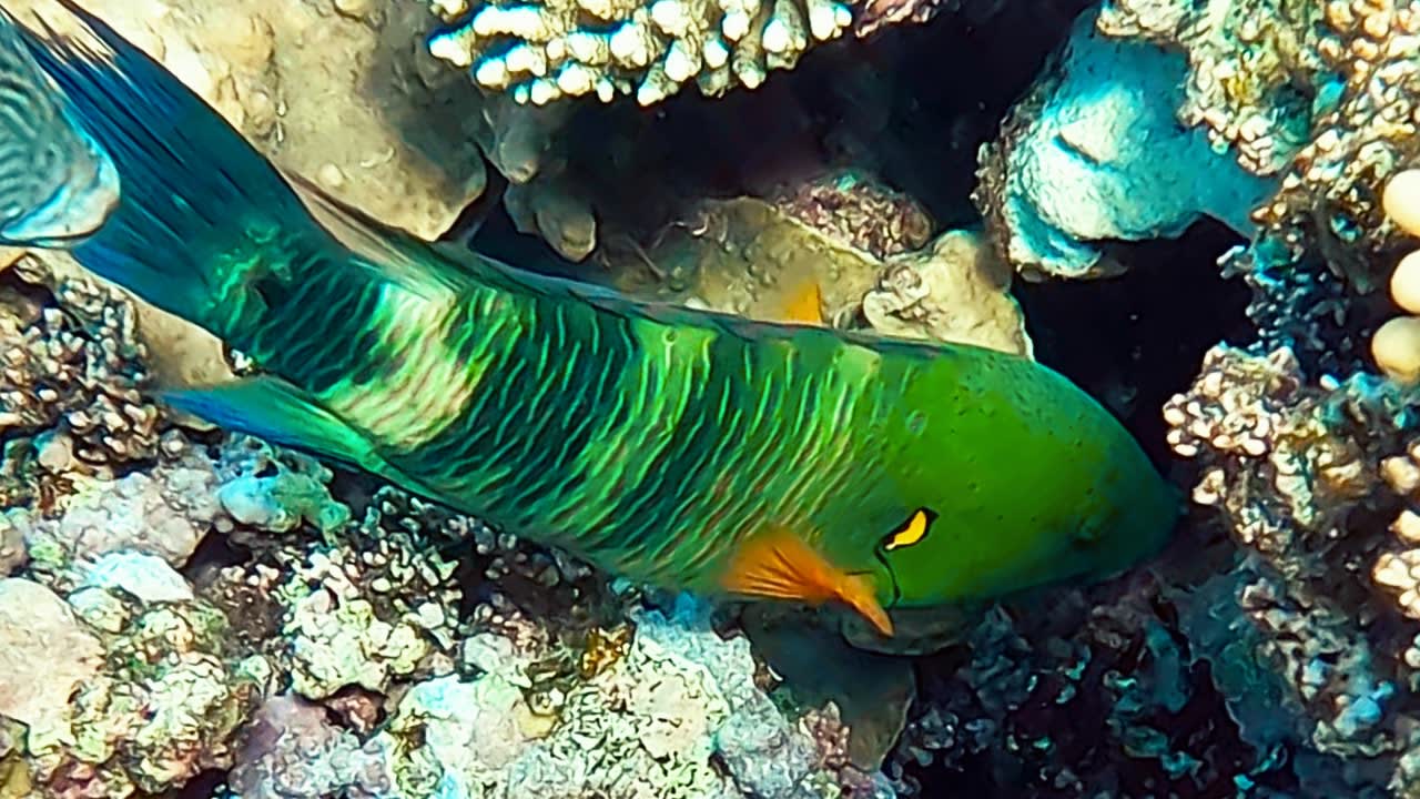 Sport & Freizeit Steigenberger Coraya Beach - Adults only