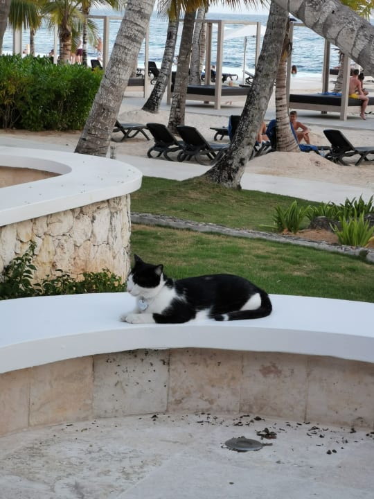 Außenansicht Hotel Viva Dominicus Beach by Wyndham - All Inclusive Resort