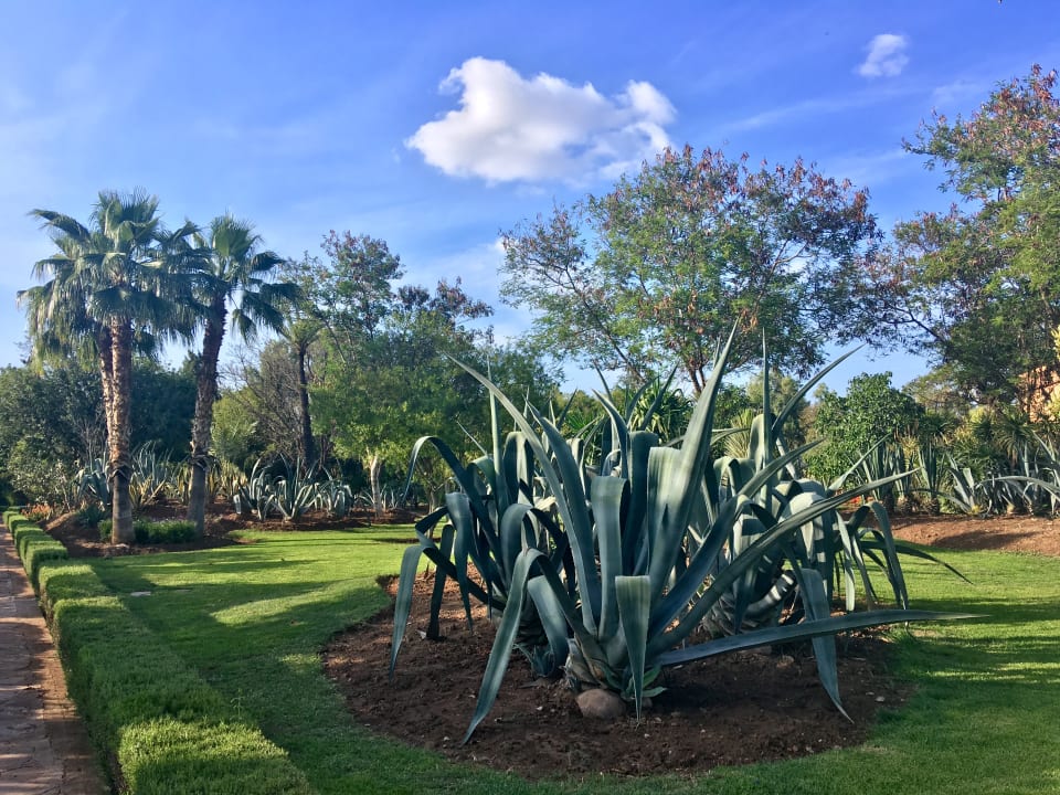 Gartenanlage Hotel Riu Tikida Garden - Adults Only