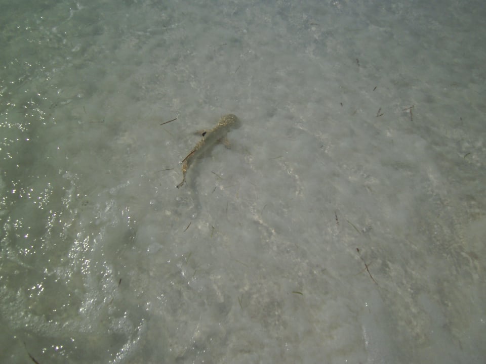 Babyhai Kuredu Island Resort & Spa