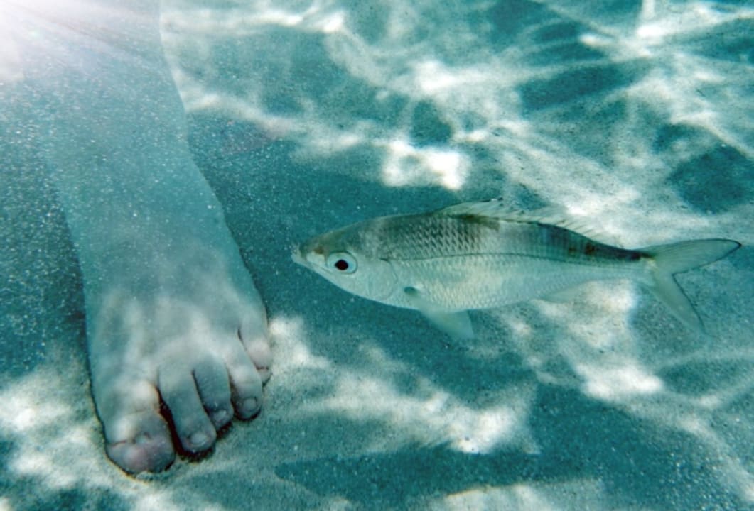 Strand Sirenis Tropical Varadero
