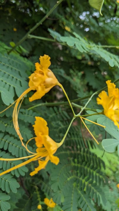 Gartenanlage Hotel Riu Palace Zanzibar
