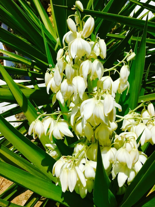 Gartenanlage Apartment Casa Las Majadas