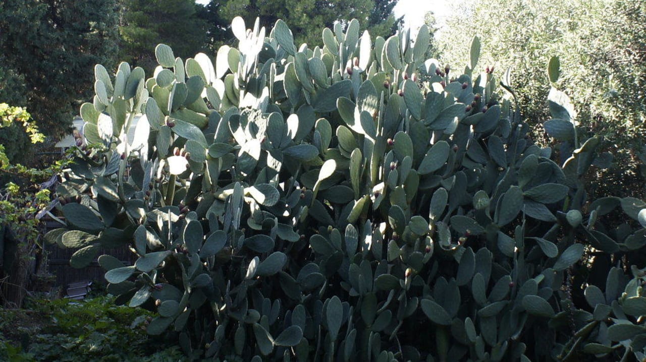 Cuda i przysmaki Sycylii Santa Lucia e Le Sabbie d'Oro