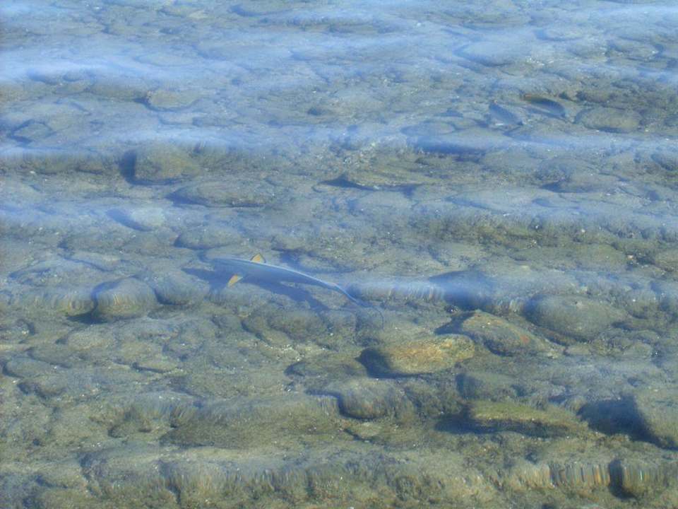 Fisch am Strand Ghazala Gardens