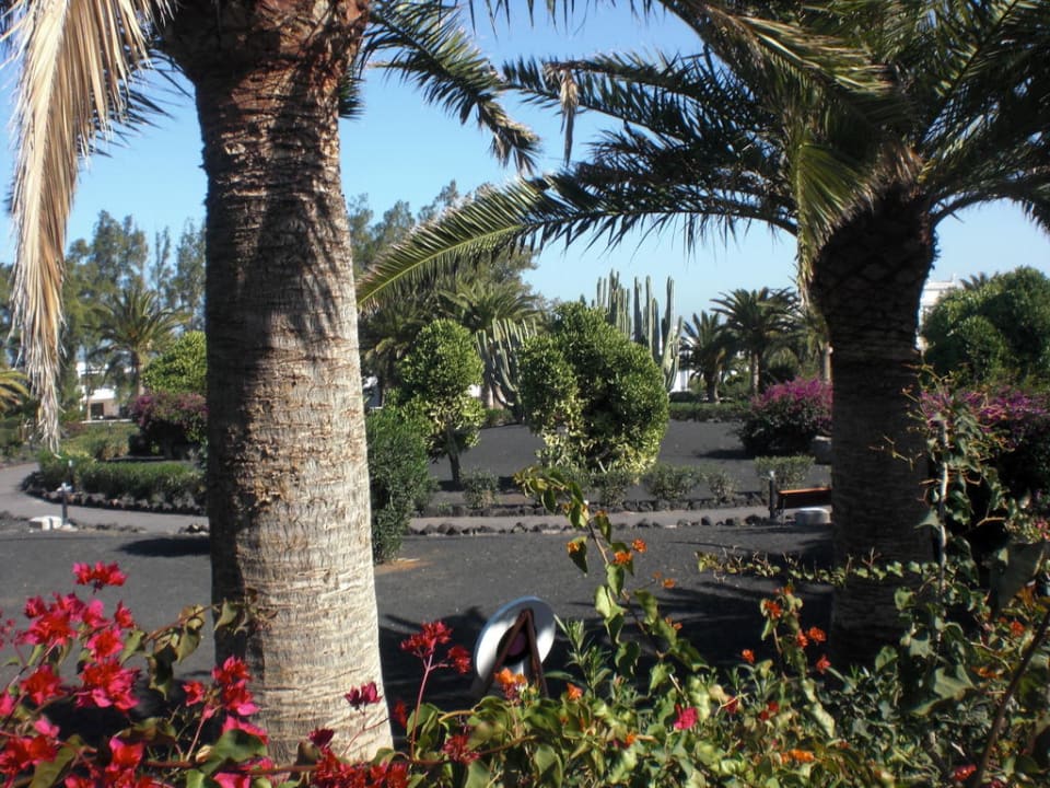 Garten Relaxia Olivina