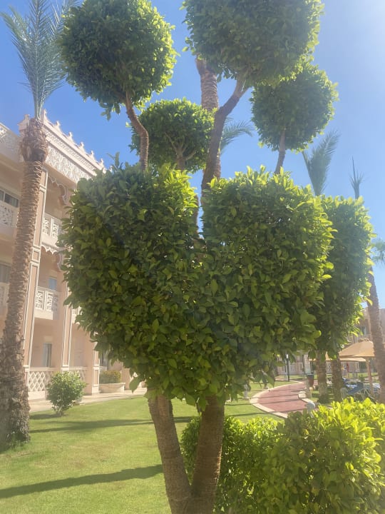 Gartenanlage Pickalbatros Palace Resort