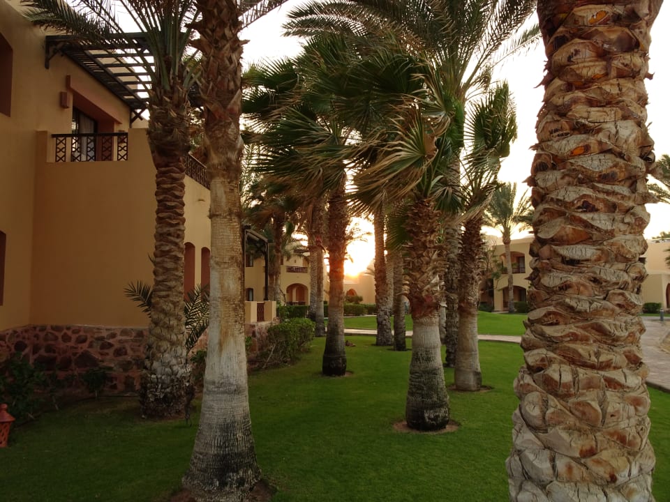 Gartenanlage Steigenberger Coraya Beach - Adults only