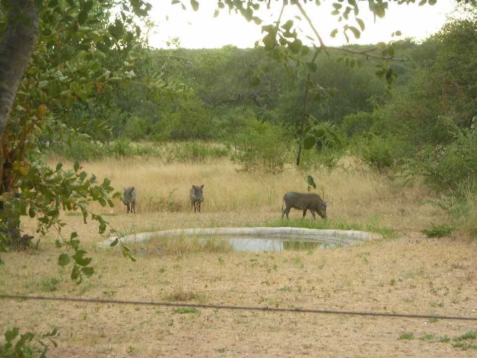 Ausblick beim Früstück Tremisana Game Lodge