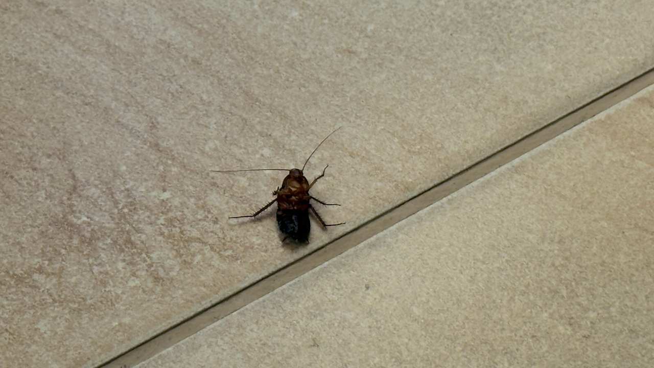 Zimmer Oz Hotels Incekum Beach