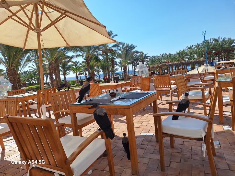 Gastro Fort Arabesque Resort, Spa & Villas