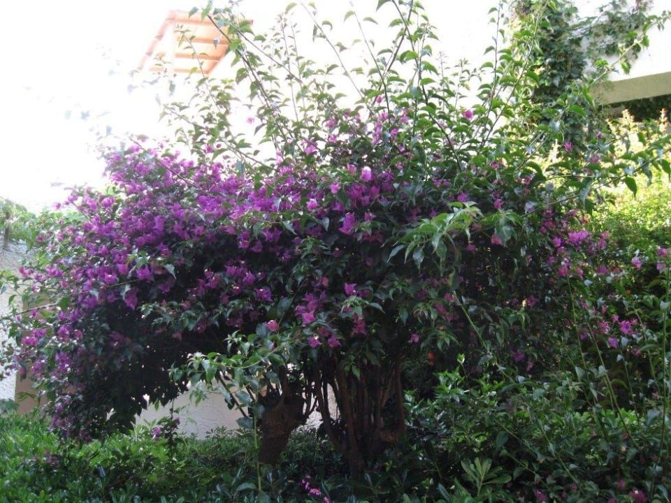 Ogród Apollonia Beach Resort & Spa