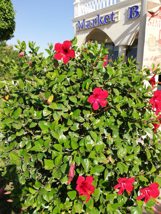 Garten Jasmine Palace Resort & Spa