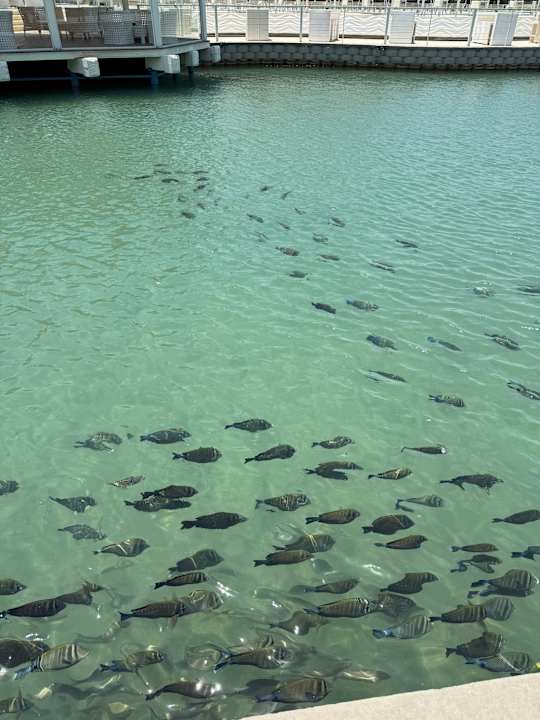 Gartenanlage Pickalbatros Dana Beach Resort - Hurghada