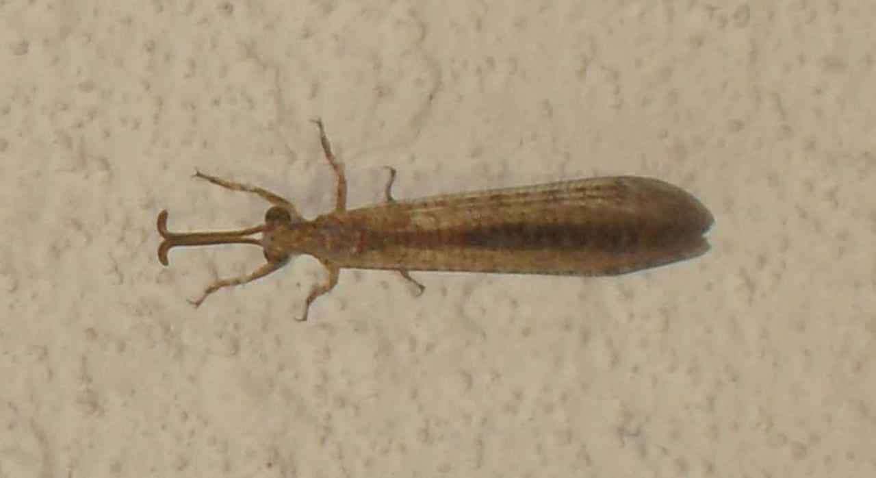 Bug Pyramisa Beach Resort Sahl Hasheesh