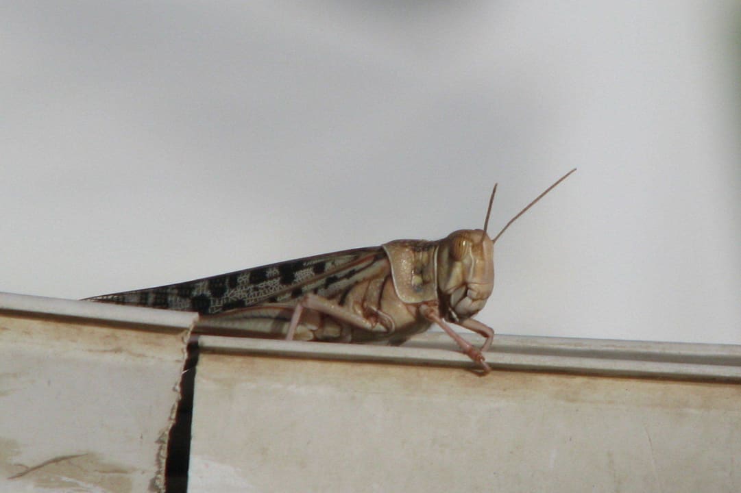 Szarańcza na terenie hotelu Hotel Falcon Hills