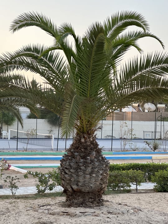 Gartenanlage Djerba Sun Beach Hotel & Spa