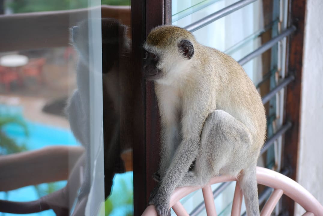 Zimmerbesuch Hotel Traveller's Club