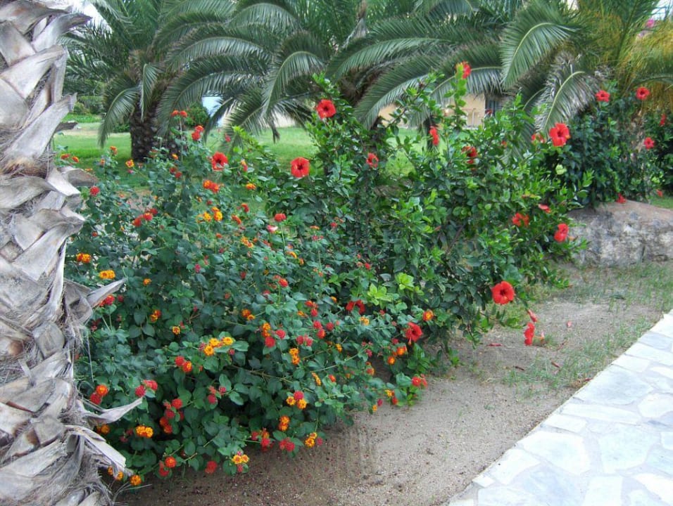 Vegetation Porto Bello Beach