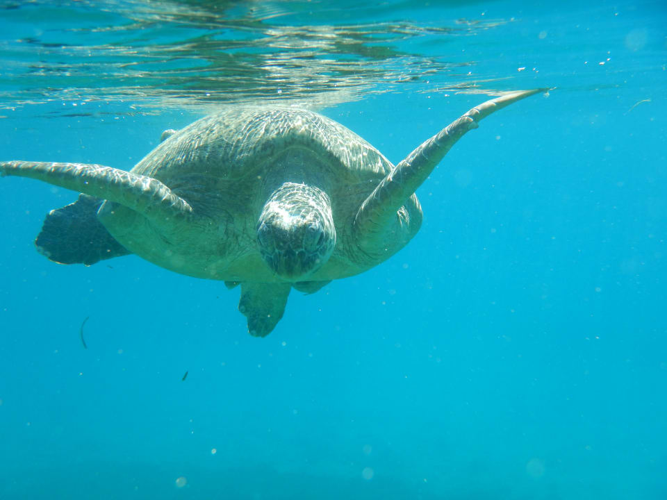 Sport & Freizeit Eagles Paradise Abu Soma