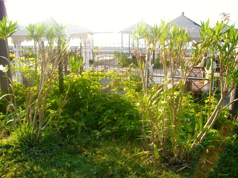 Blick auf "Sultan of the day" Limak Limra Hotel & Resort