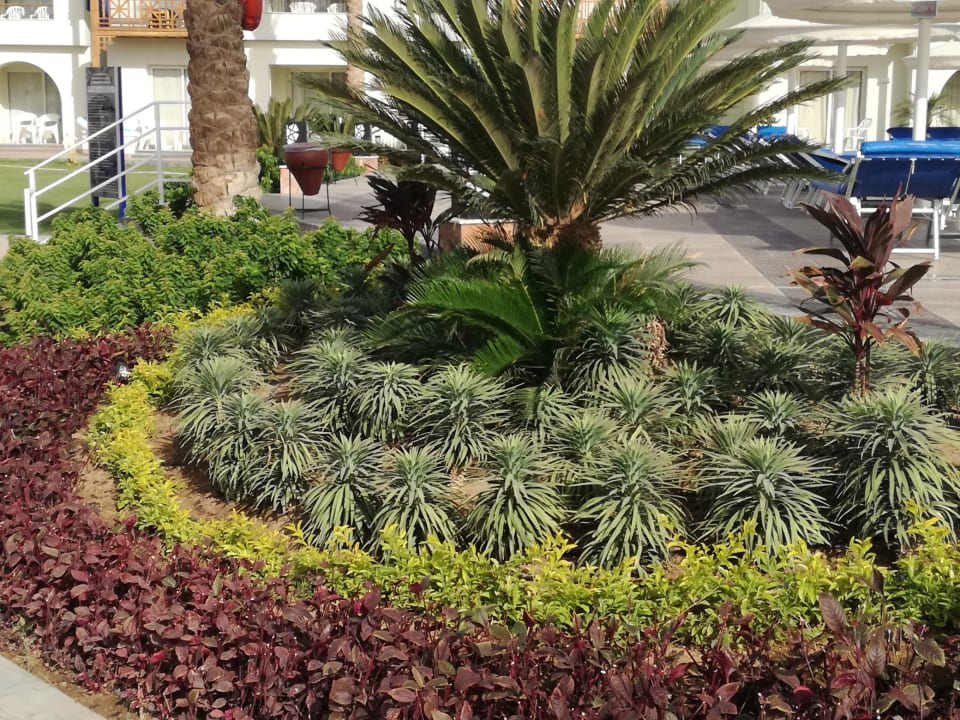 Gartenanlage Pickalbatros Dana Beach Resort - Hurghada