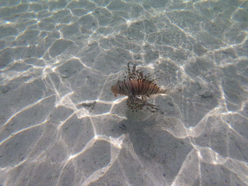 Strand Novotel Marsa Alam Beach Resort