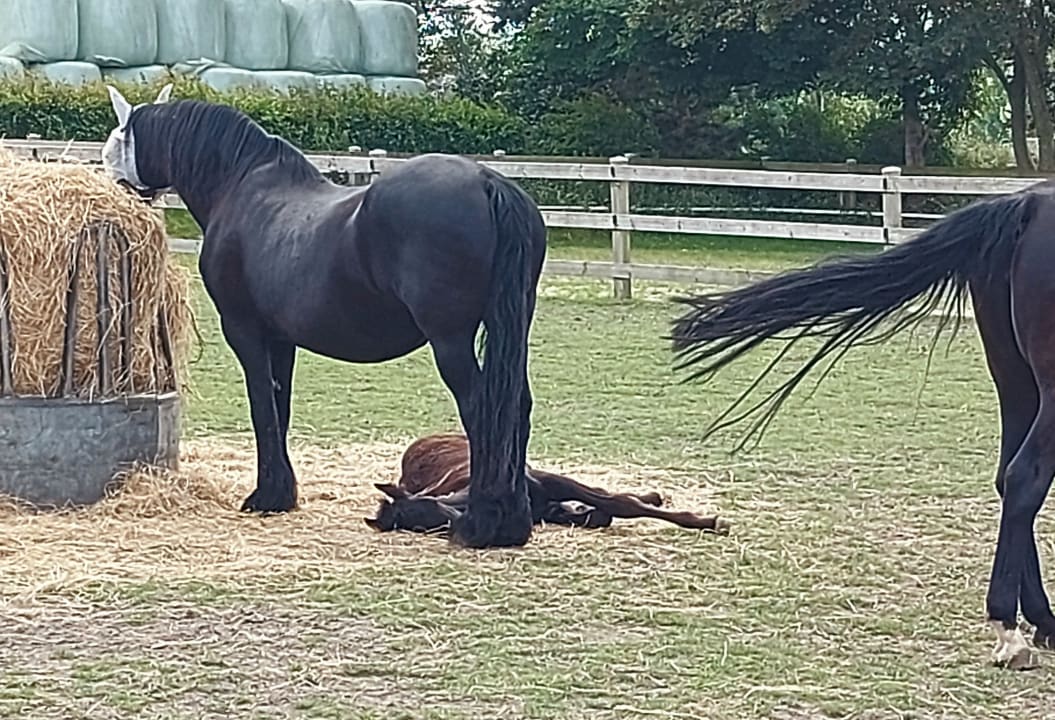 Außenansicht Ferienhof Frieslandstern