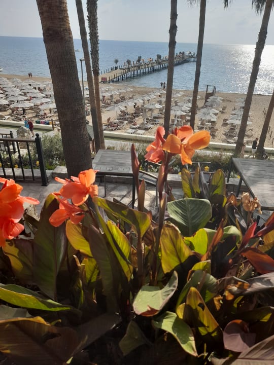 Ausblick Arum Barut Collection