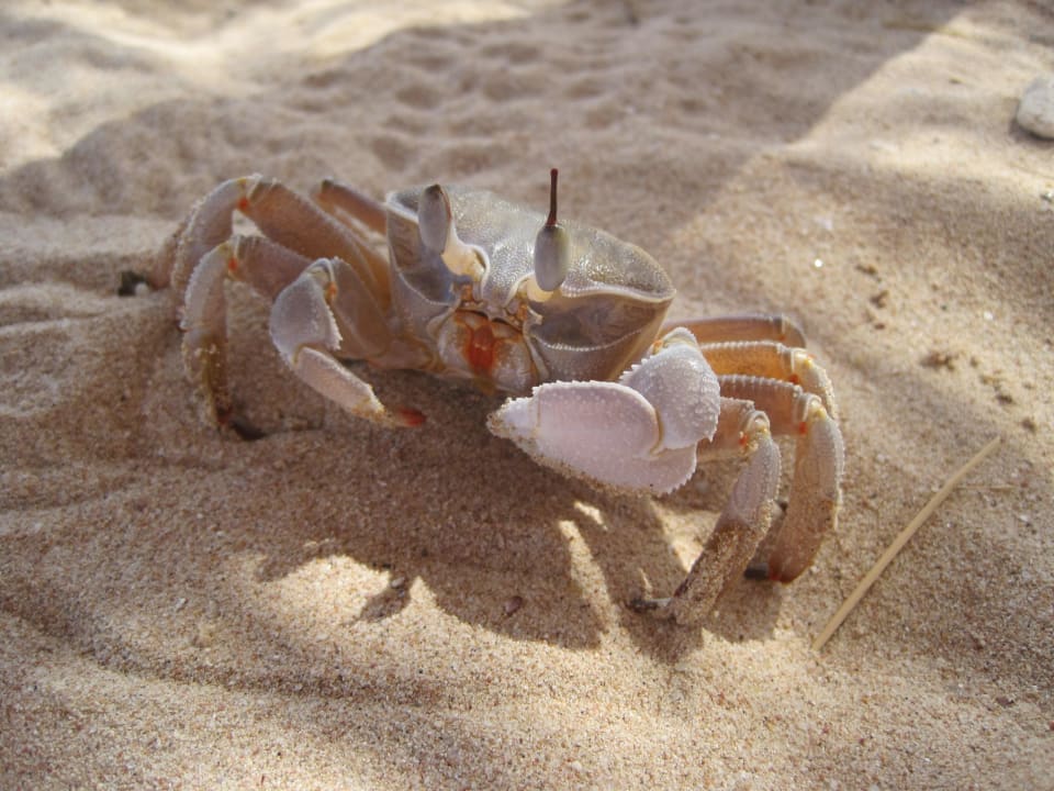  Sunset Pearl Apartments Pyramisa Sunset Pearl Resort