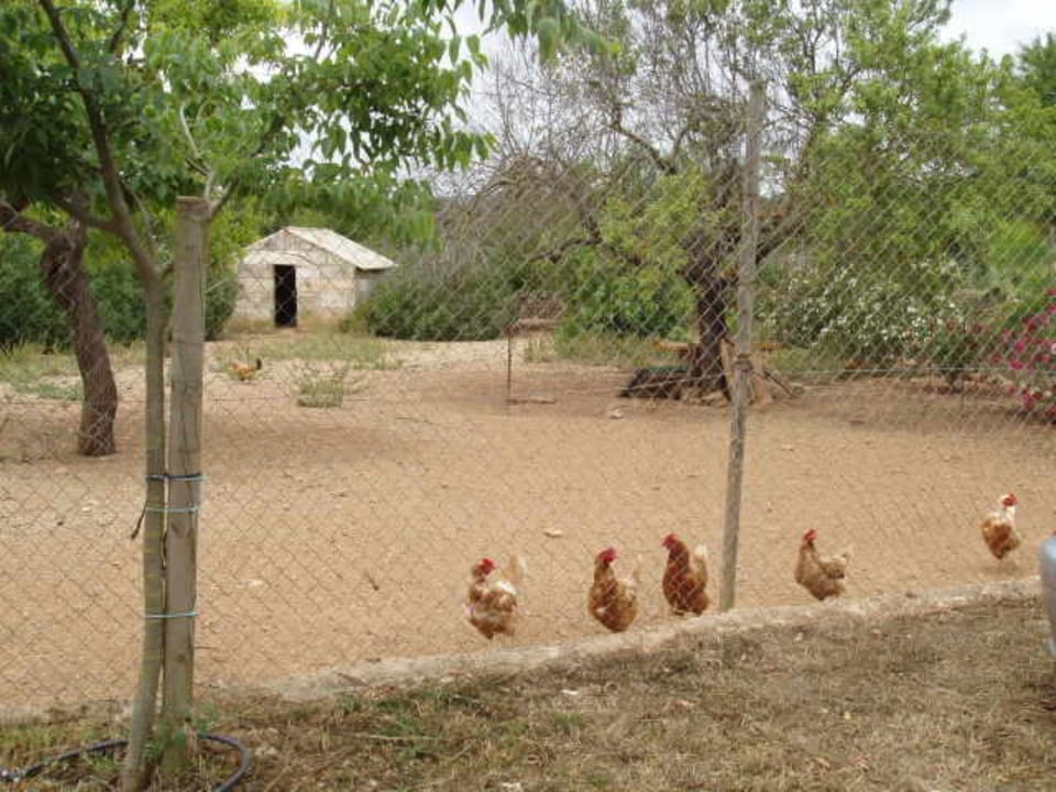 Hühner Villa Ses Cases Noves