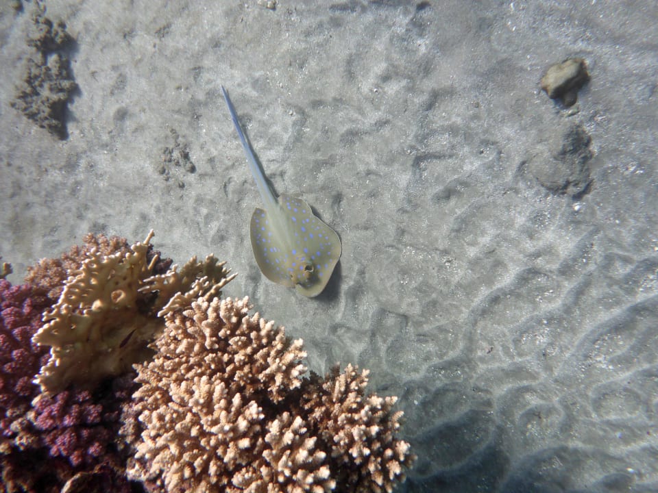 Strand Casa Mare Resort