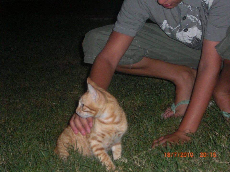 Katze  Saturn Palace Resort Hotel