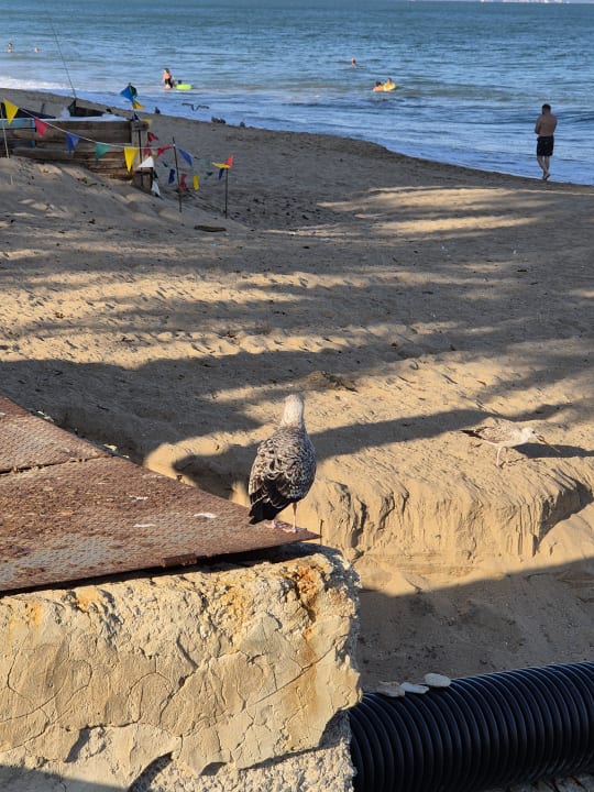 Strand Sentido Marea