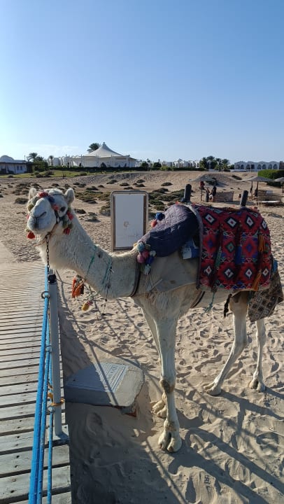 Strand Hotel Gorgonia Beach Resort