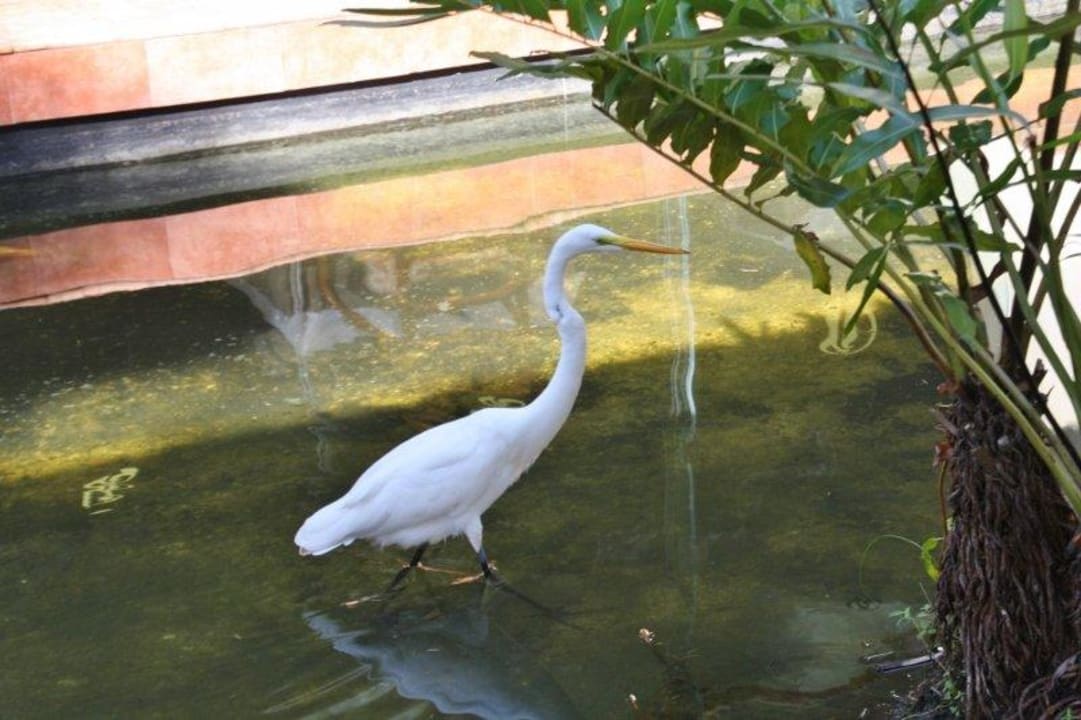 Fischfreund Grand Palladium Kantenah Resort & Spa