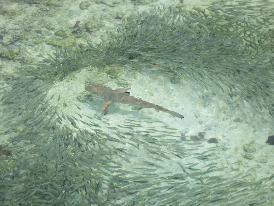 Ausblick von der Watervilla Kuramathi Maldives