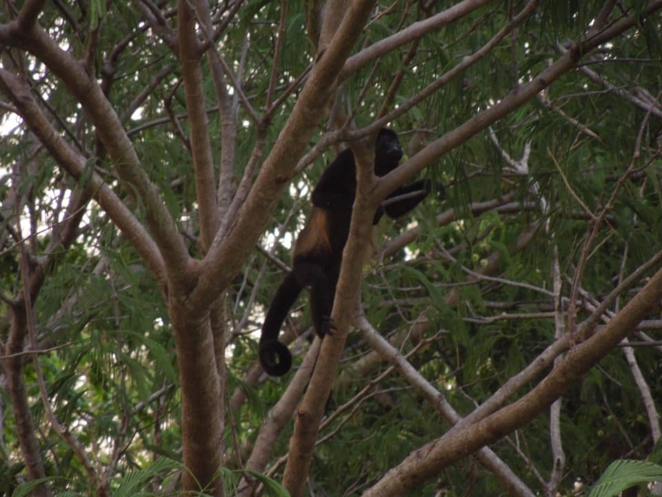Brüllaffe Villas Pepitas