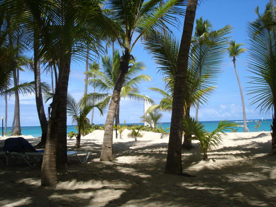 Blick vom Palmenwäldchen zumStrand Hotel Riu Palace Macao - Adults only