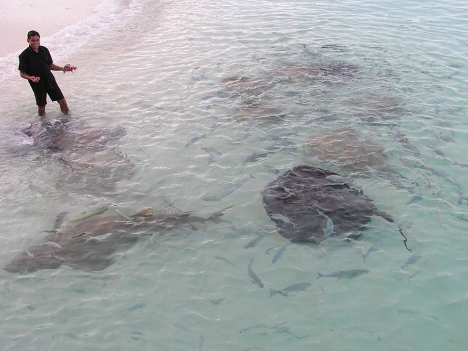 Rochenfütterung NH Collection Maldives Reethi Resort