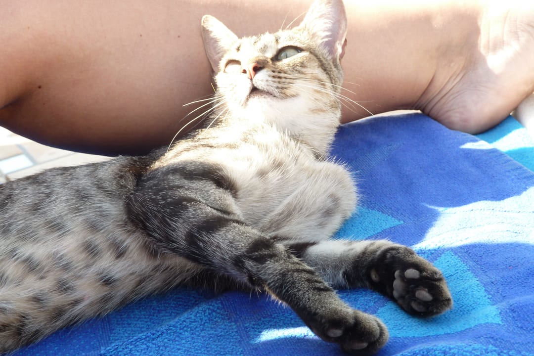 Hotelkatze. H10 Las Palmeras