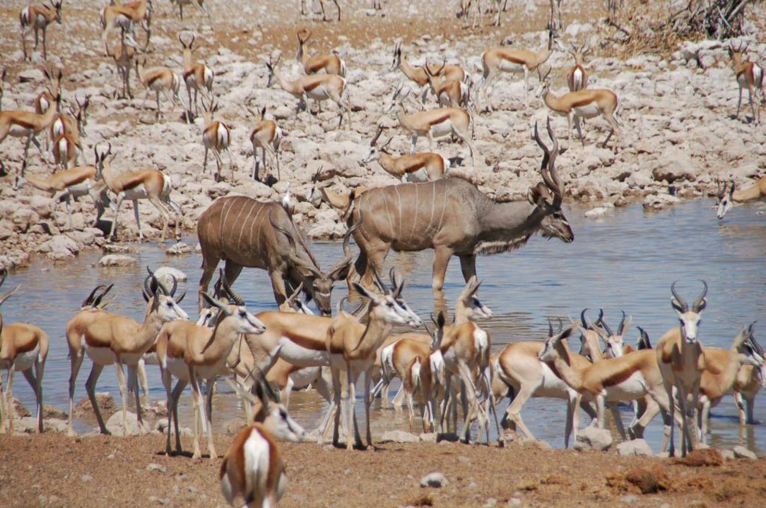 Am Wasserloch Okaukuejo Camp