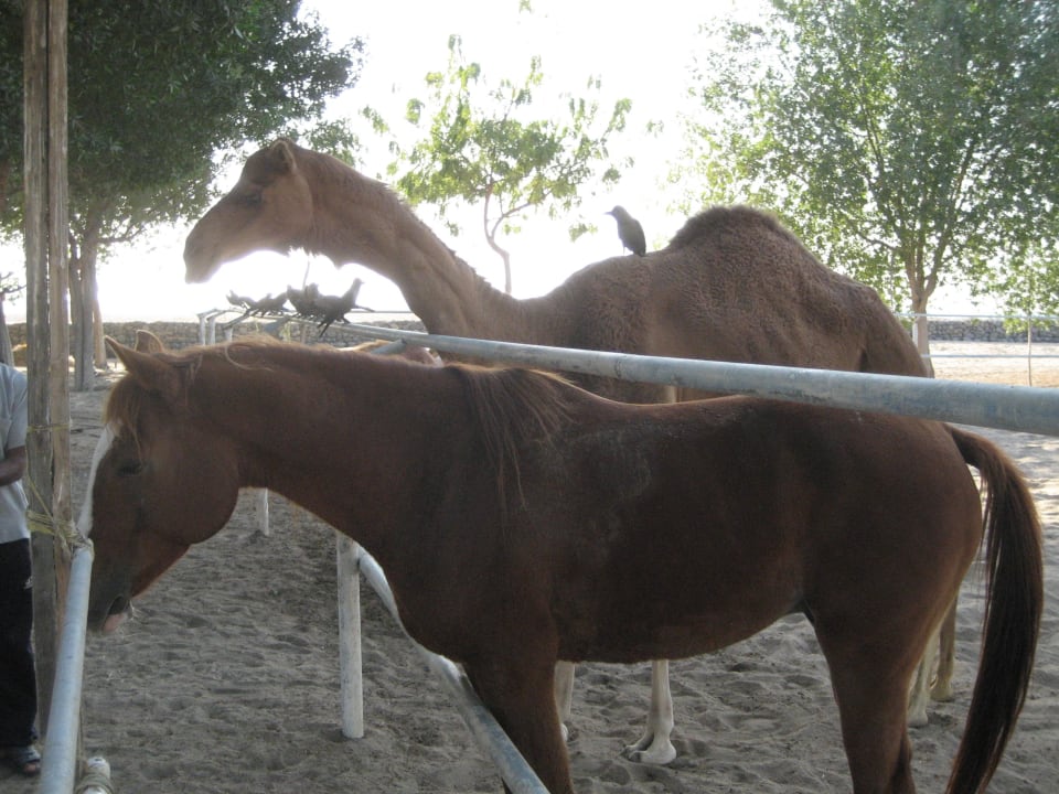 Pferde- und Kamelreiten Al Sawadi Beach Resort
