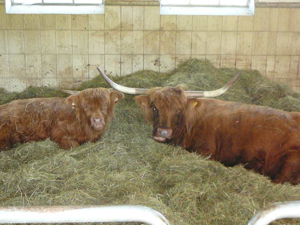 Stall Bauernhof Stoaberer