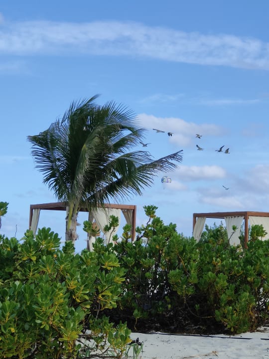 Ausblick TRS Coral Hotel - Adults Only