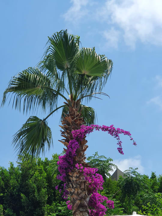 Außenansicht Telatiye Resort