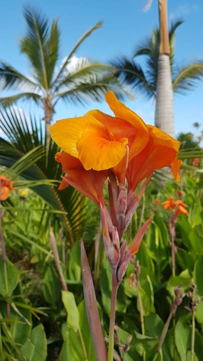 Gartenanlage Hotel Riu Republica - Adults only