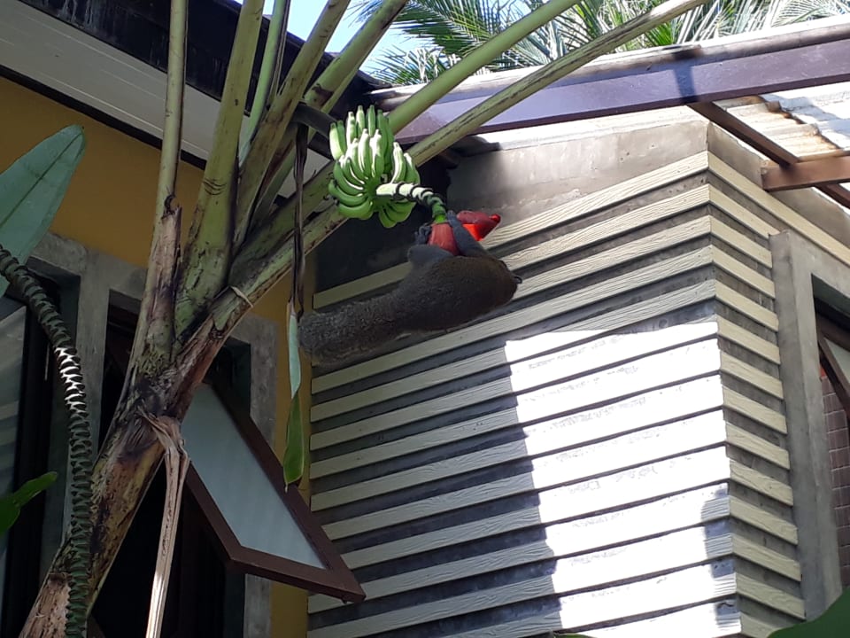 Pool Moracea by Khao Lak Resort