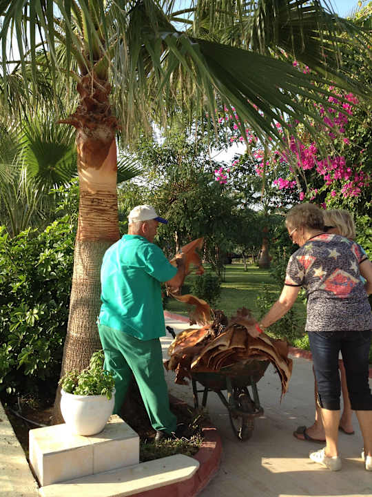 Formschnitt der Palmen Saphir Resort & Spa